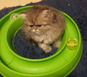 avaiable-Shaded-Golden-Persian-Kitten-Male 