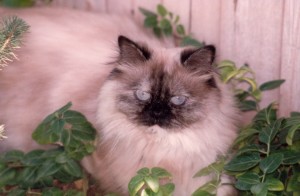 Antoinette-seal-torte-point-himalayan-persian