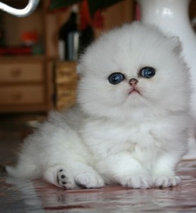 shaded-silver-Persian-Cat-Female_Breeder