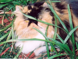 princess-camilla-copper-eyed-calico-persian-cat-female