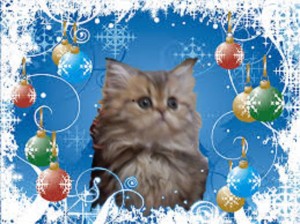 merry-christmas-from-cats-of-persia-cateline-shaded-golden-persian-kitten-available-for-sale