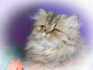 cats-of-persia-cateline-shaded-golden-Persian-female-kitten-available-for-sale