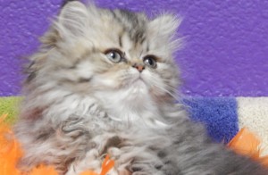 available-shaded-golden-Persian-female-kitten-for-sale