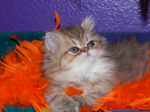 avaiable-shaded-golden-Persian-kitten-for-sale