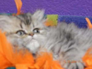 available-shaded-golden-persian-kitten-for-sale