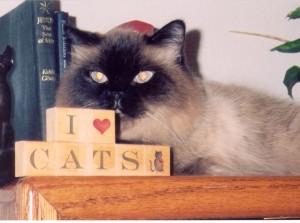charles-blue-eyed-himalayan-persian-cat-male