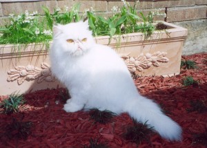 champion-crystal-copper-eyed-white-persian-cat-female