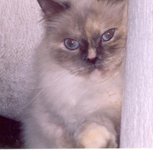 diana-blue-eyed-himalayan-persian-cat-female