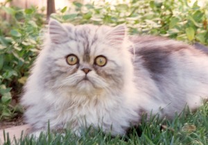george-copper-eyed-silver-persian-cat-male