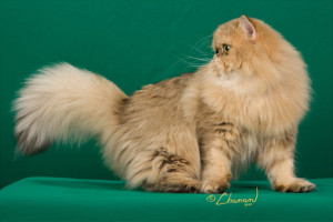 Champion-Amber-shaded-golden-persian-cat-turning-her-tail-to-the-judge