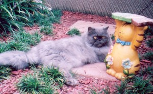 Handsome Henry Copper Eyed Blue Persian
