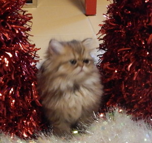 available-shaded-golden-persian-male-kitten-for-sale