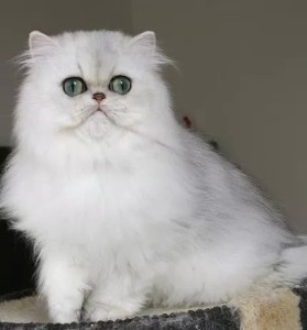 shaded-silver-Persian-cat-female-breeder