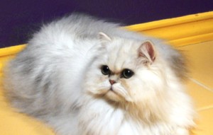 shaded-silver-Persian-female-breeder