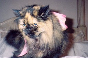 samantha-tortoise-shell-persian-cat-female