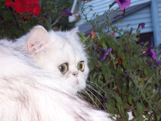 Shaded-Silver-Persian-Cat-Magdalene-Sire3_Michaelangelo