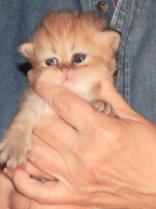 Shaded-Golden-Persian-Kitten