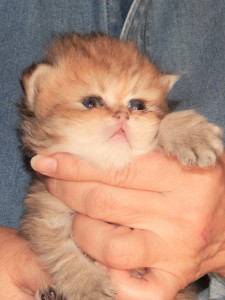 Shaded-Golden-Persian-Kitten