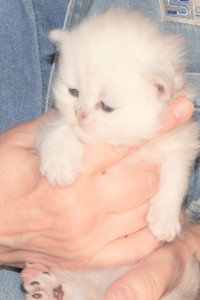 Shaded-Silver-Persian-Kitten