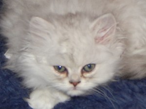 Shaded_Silver_Persian_Kitten_9_weeks_2014_10_23