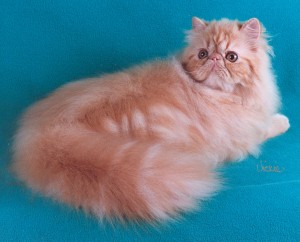 stafford-one-year-copper-eyed-peke-faced-tabby-persian-cat-male