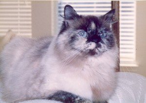 victoria-blue-eyed-himalayan-persian