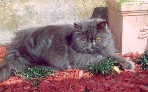 william-copper-eyed-blue-persian-cat-male-breeder-retired