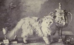 Champion Persian Cat in late 19th Century England