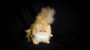 shaded-golden-persian-cat-female-breeder