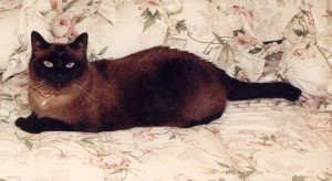 aja-siamese-cat-female