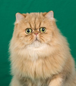 champion-premier-shaded-golden-persian-cat-female-breeder