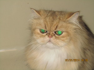 shaded-golden-persian-cat-female-breeder