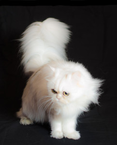 shaded-silver-Persian-cat-female-breeder