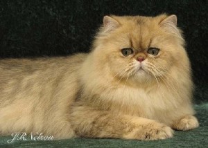 shaded-golden-Persian-cat-male-breeder