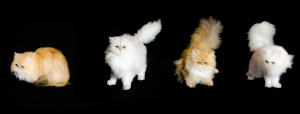 golden-and-silver-Persian-cat-breeders-of-cats-of-persia