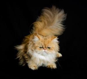 sarah-lovely-shaded-golden-persian-cat-female-breeder