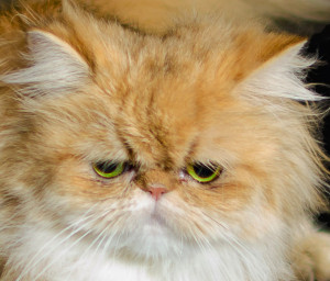 sarah-lovely-shaded-golden-persian-cat-female-breeder