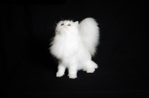 Magdeline-shaded-silver-Persian-cat-female-breeder