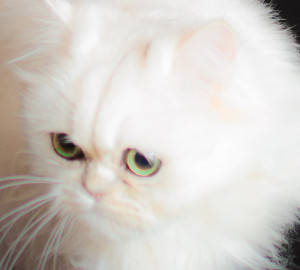 magdeline-shaded-silver-persian-cat-female-breeder