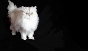 Darius II-Shaded Silver Persian male Cat Breeder