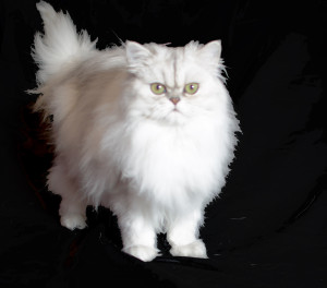 Darius II-Shaded Silver Persian male Cat Breeder