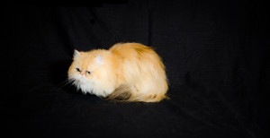 Allie-Clover-of-Cats-of-Persia-shaded-gloden-Persian-cat-female-breeder