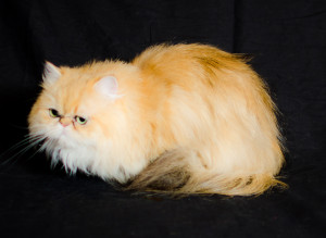 Allie-Clover-of-Cats-of-Persia-shaded-gloden-Persian-cat-female-breeder