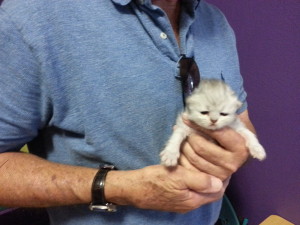 shaded-silver-male-kitten-at-2-weeks