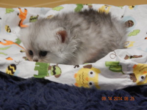 shaded-silver-Persian-male-kitten