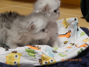 shaded-silver-Persian-male-kittens