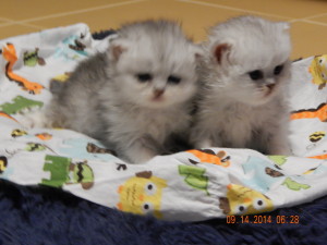 shaded-silver-Persian-kittens