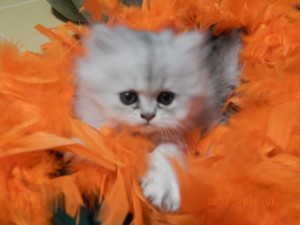 shaded-silver-persian-kitten-female