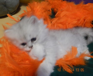 shaded-silver-persian-kitten-female