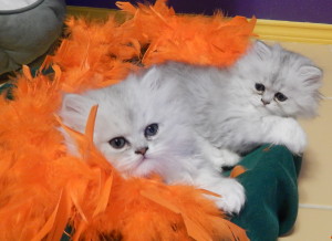 shaded-silver-persian-kittens